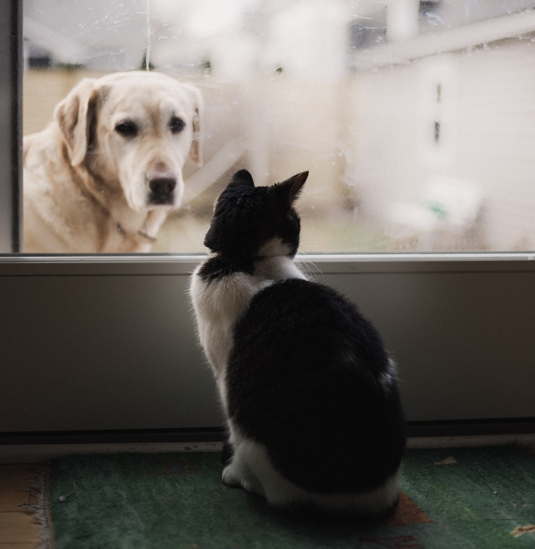 Las mejores puertas automáticas para perros, gatos y mascotas