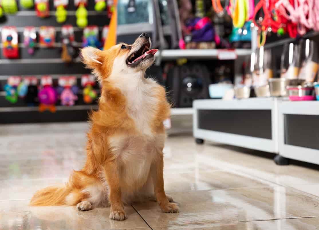 Los mejores accesos automáticos para tiendas de animales