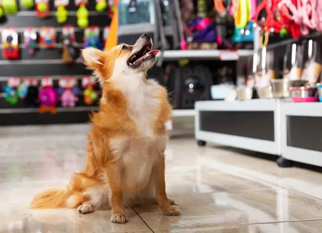 Los mejores accesos automáticos para tiendas de animales